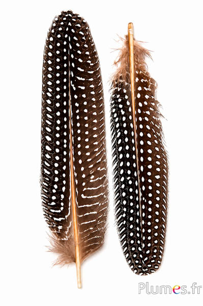 Perlhuhn - 16-20 cm - natur